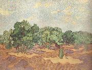 Vincent Van Gogh Olive Grove:Pale Blue Sky (nn04) USA oil painting reproduction